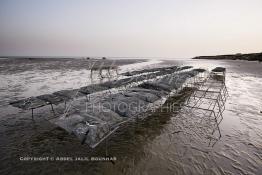 Image du Maroc Professionnelle de  À partir de 2004, la baie de Dakhla qui dispose de l’écosystème le plus adapté à l’élevage d’huîtres a connu l'installation de plusieurs projets ostréicoles productifs. Les premières fermes ostréicoles se sont installées en 2002 dans la région, devenue ces dernières années la plus productrice du pays avec 280 tonnes d’huîtres par an et un millier de personnes employées.  Mardi 21 Novembre 2006. (Photo / Abdeljalil Bounhar)


 